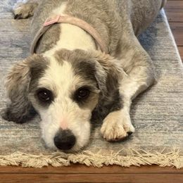 Josie - Sheepadoodle