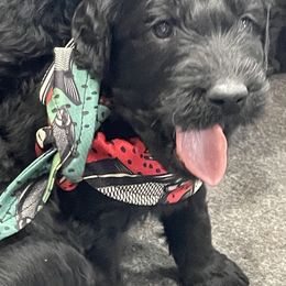 Labradoodle Puppies from Northwest Sporting Doodles