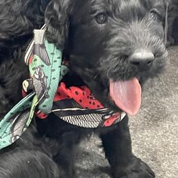 Labradoodle Puppies from Northwest Sporting Doodles