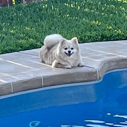 Bella - Pomeranian