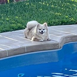 Bella - Pomeranian