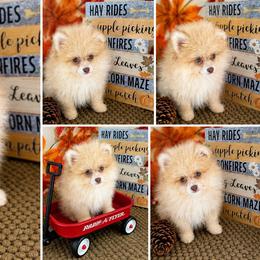 AKC LUKE - Teddy Bear - Cream parti male Pomeranian puppy in Byron, Georgia from Tracys Pom Palace