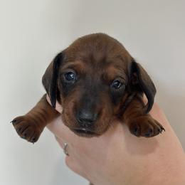 Female - Red female Dachshund puppy in Crystal, Michigan from Mare-Bella Smoothcoat Edition