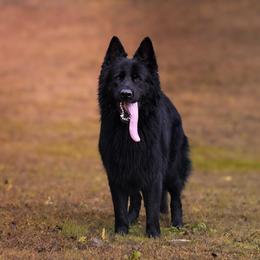 Katt - Black male German Shepherd puppy in Portland, Tennessee from Howixx German Shepherds