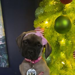 Yamaha - Fawn female Bullmastiff puppy in South Attleboro, Massachusetts from Bessettes Bullies