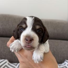 Mimi - Piebald female Dachshund puppy in Lawrenceville, Georgia from Chivi Paws