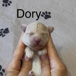 Dory pink collar - Cream female Whoodle puppy in Pima, Arizona from Schmidt's K9s