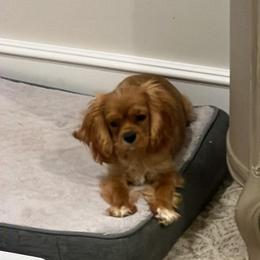 Cavalier King Charles Spaniel Puppies from Stargazer Cavaliers