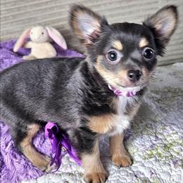 Shay - Black and tan female Chihuahua puppy in Lake Placid, Florida from Heartland Chihuahua