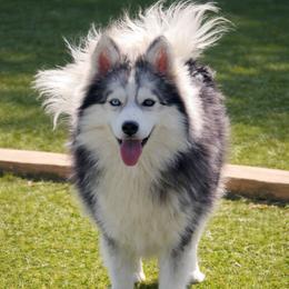 Blizzard - Pomsky