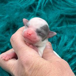 Lucky - Blue and tan male Chihuahua puppy in Franklin, North Carolina from A&J Cutie Pawtooties