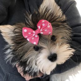 Boop - Yorkshire Terrier