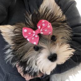Boop - Yorkshire Terrier
