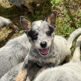 Bluey - Blue speckled female Australian Cattle Dog puppy in Rosharon, Texas from 4Surge Cattle Dogs