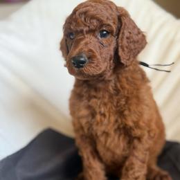 Romeo - Red  male Poodle puppy in Mount Vernon, Illinois from AMC Poodles
