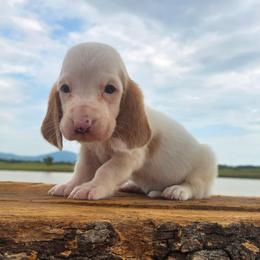 Bocephus - Red and white male Basset Hound puppy in Denison, Texas from Emma Lou's Baby Bassets