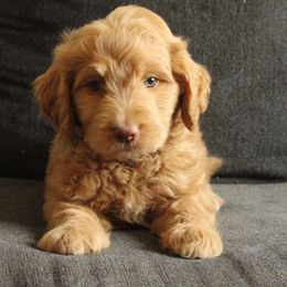 Scout - Gold male Labradoodle puppy in Apache Junction, Arizona from Loving Doodle