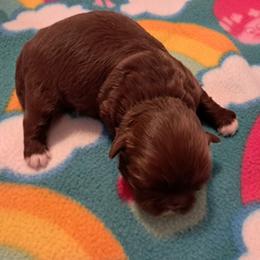 Phoenix - Liver male Shih Tzu puppy in Silver Springs, Nevada from Meadowlyn's Dream Shih Tzu