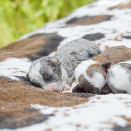 Aussiedoodles and Miniature Australian Shepherds from Kristy’s Kennels