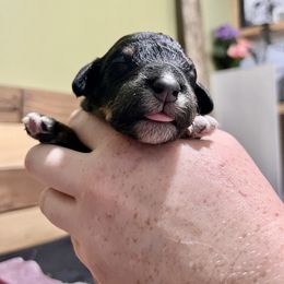 Aussiedoodle Puppies from Scruffypups