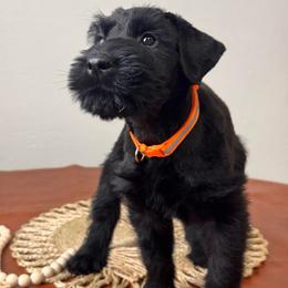 Boy 2 - Orange Collar - Black male Giant Schnauzer puppy in St George, Utah from Schnauzer Ranch