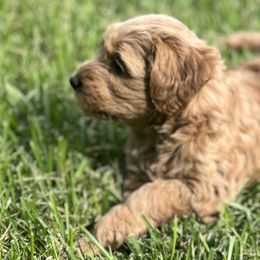 Boy 2 - Red  Goldendoodle puppy in Winston Salem, North Carolina from Summer Breeze Doodles