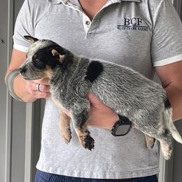 Eve - Female 1 - Blue female Australian Cattle Dog puppy in Jefferson, South Carolina from Blue Creek Farms