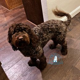 Sienna - Australian Labradoodle