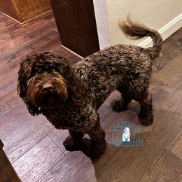 Sienna - Australian Labradoodle