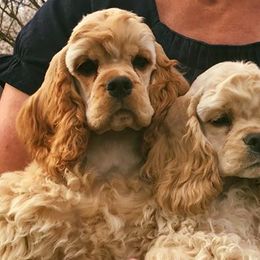 Cocker Spaniels from Timeless Cockers