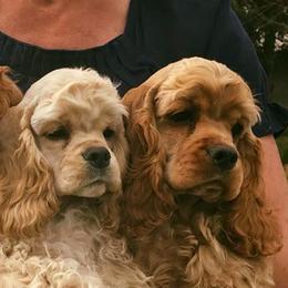 Cocker Spaniels from Timeless Cockers
