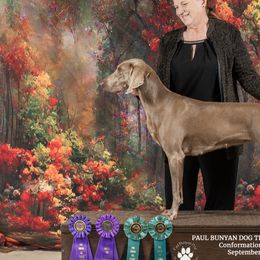 Weimaraners from Barts Acres Weimaraners