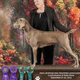 Weimaraners from Barts Acres Weimaraners