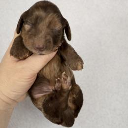 Gimley - Dapple male Dachshund puppy in Alexander, North Dakota from Wild Rose Ridge Doxies
