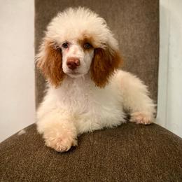 Mary - Poodle