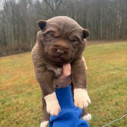 Red - Red and white female Siberian Husky puppy in Jonesborough, Tennessee from Dry Creek Siberians