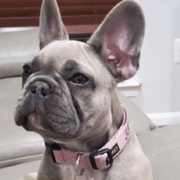 Juliet - French Bulldog