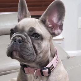 Juliet - French Bulldog