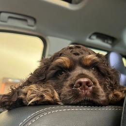 Cocker Spaniel All Grown Up from Southern Country Cockers