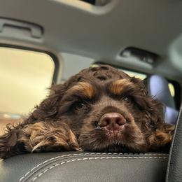 Cocker Spaniel All Grown Up from Southern Country Cockers