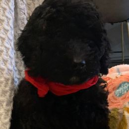Lola - Sheepadoodle puppy from Riley Grace Puppies