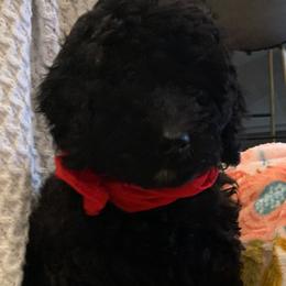 Lola - Sheepadoodle puppy from Riley Grace Puppies