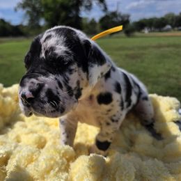 Debbie - Harlequin female Great Dane puppy in Granby, Missouri from HCR Great Danes