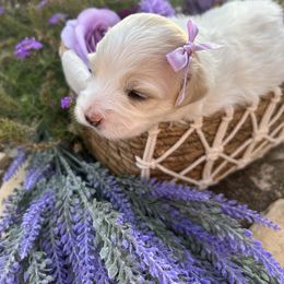 Coton de Tulear Puppies from Lavender Fields Cotons