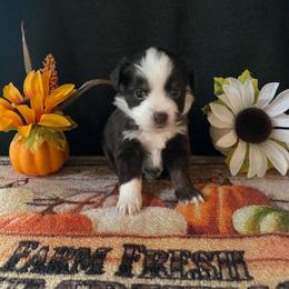 Autum - Red & white female Miniature Australian Shepherd puppy in Oroville, Washington from High Mountain Aussies