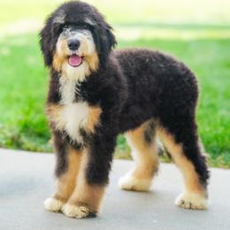 Ariana (level two socialization program grad) - Tri-color female Bernedoodle puppy in Dundee, Ohio from Down Home Doodle