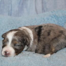Joy - Blue merle female Aussiedoodle puppy in Loretto, Tennessee from K Kountry Farm