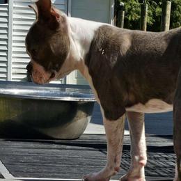Levi - Boston Terrier