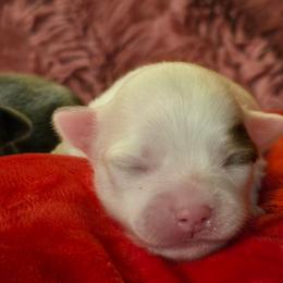 Skittles - Chocolate and white female Chihuahua puppy in Amity, Pennsylvania from Baxters Chihuahuas