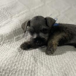 Lincoln - Salt and pepper male Miniature Schnauzer puppy in San Diego, California from KMS-Miniature Schnauzers